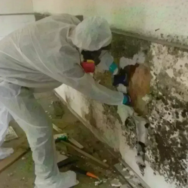 Mold Remediation and Removal in Lake Arrowhead, CA